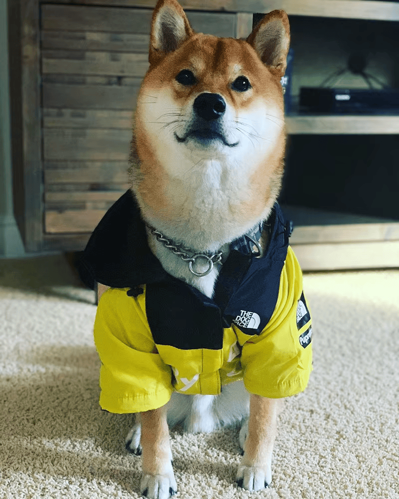 The Dog Face™ Raincoat