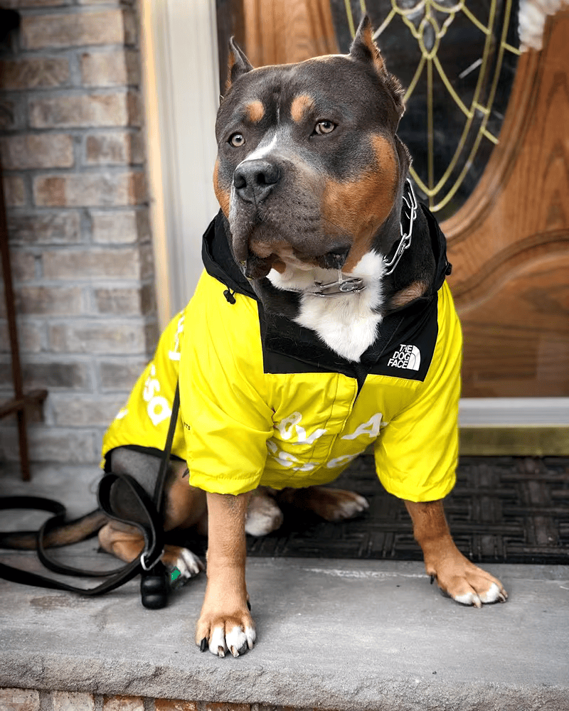 The Dog Face™ Raincoat