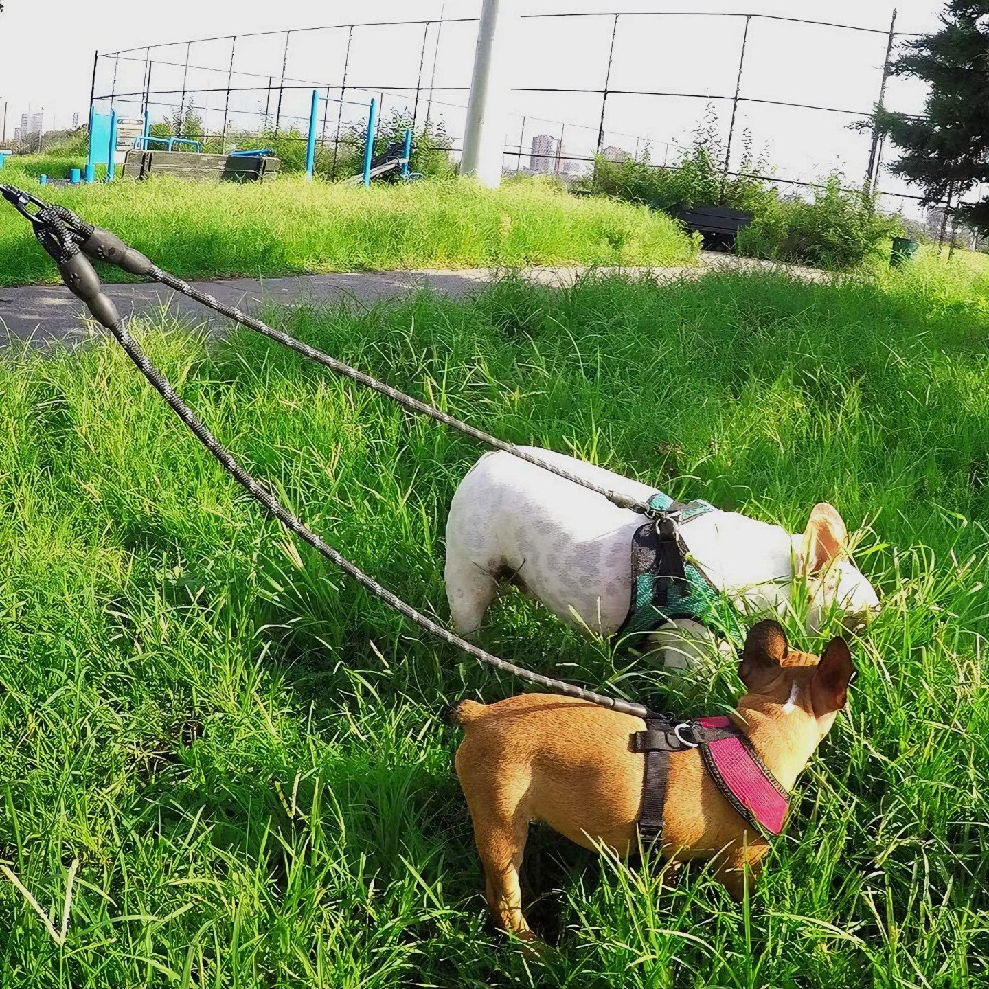 TwinTails™ - Dual Dog Leash Extender